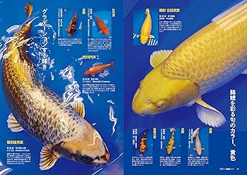 81XV+FpMBlL._AC_UF350,